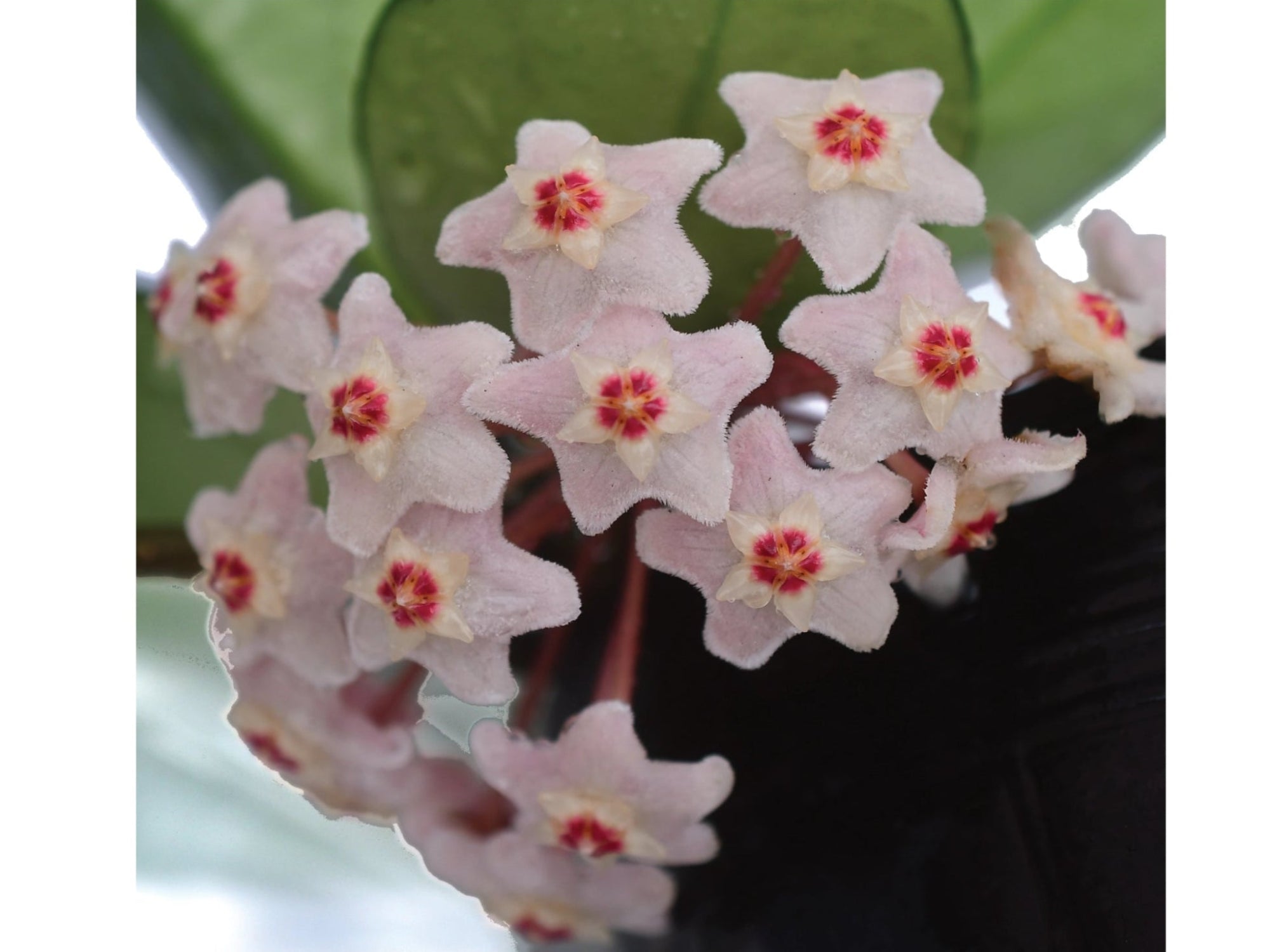 Hoya patera pink②花座付き。 Hoya_carnosa_pink_chart_flower