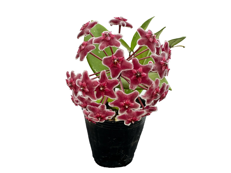 Hoya carnosa red flower