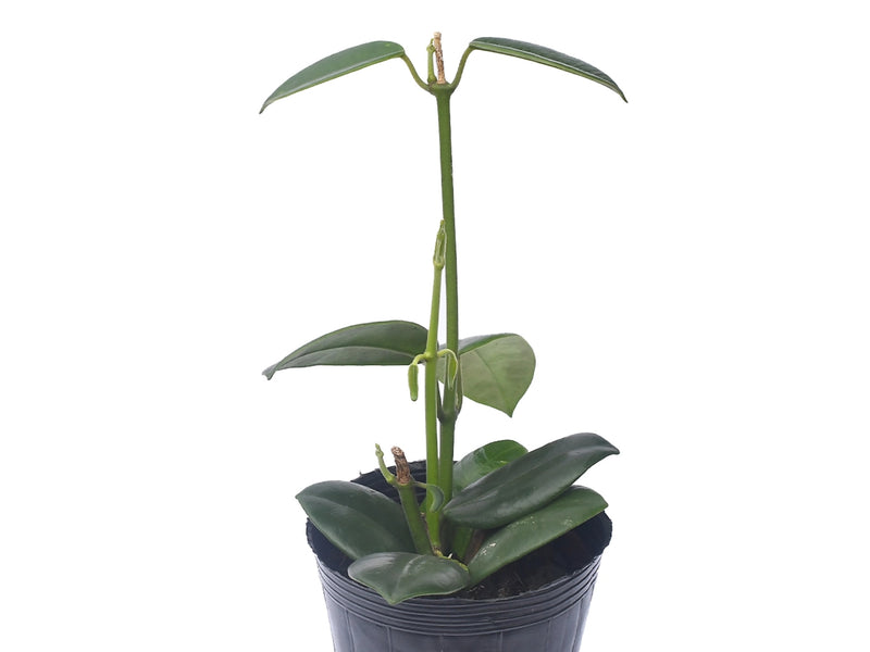 Hoya coronaria red corona