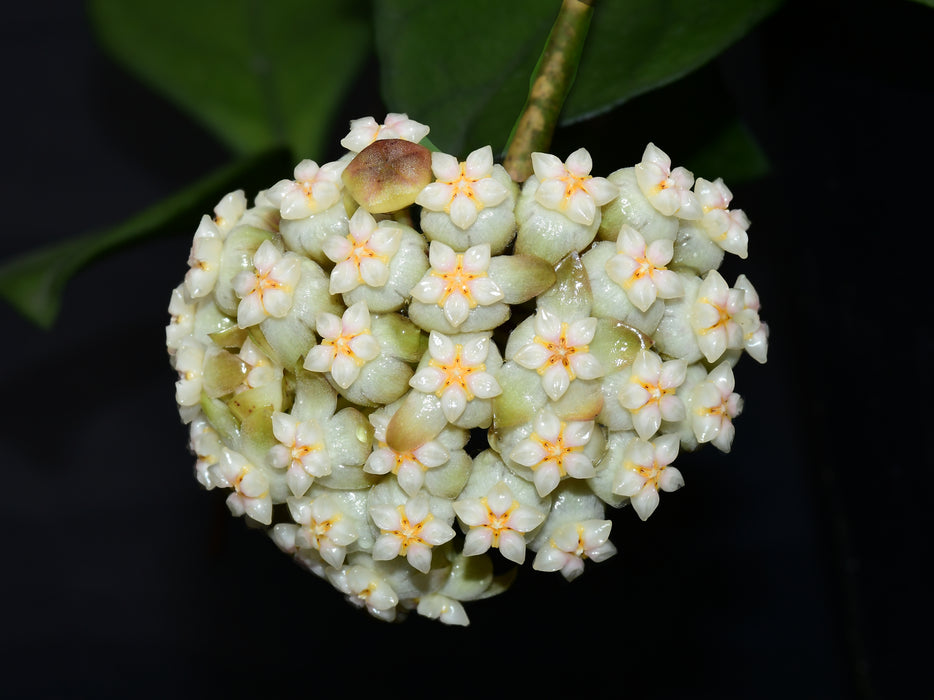 Hoya crassipetiolata