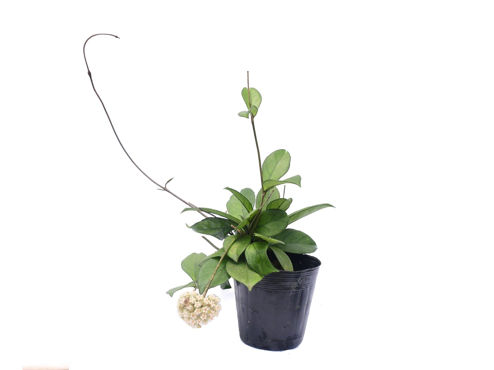 Hoya crassipetiolata