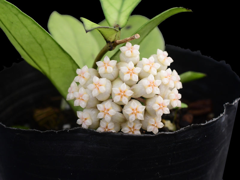Hoya crassipetiolata splash