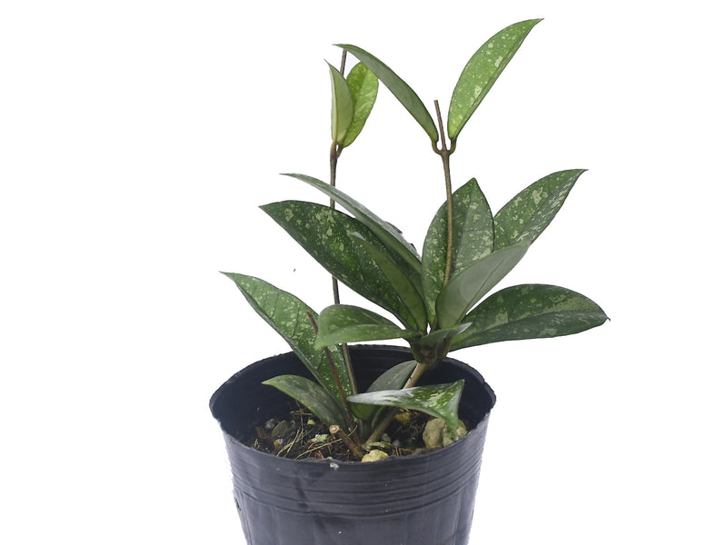 Hoya crassipetiolata splash