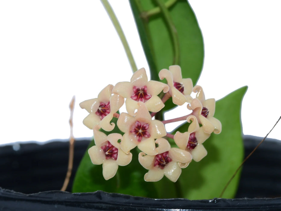 Hoya cutis porcelana