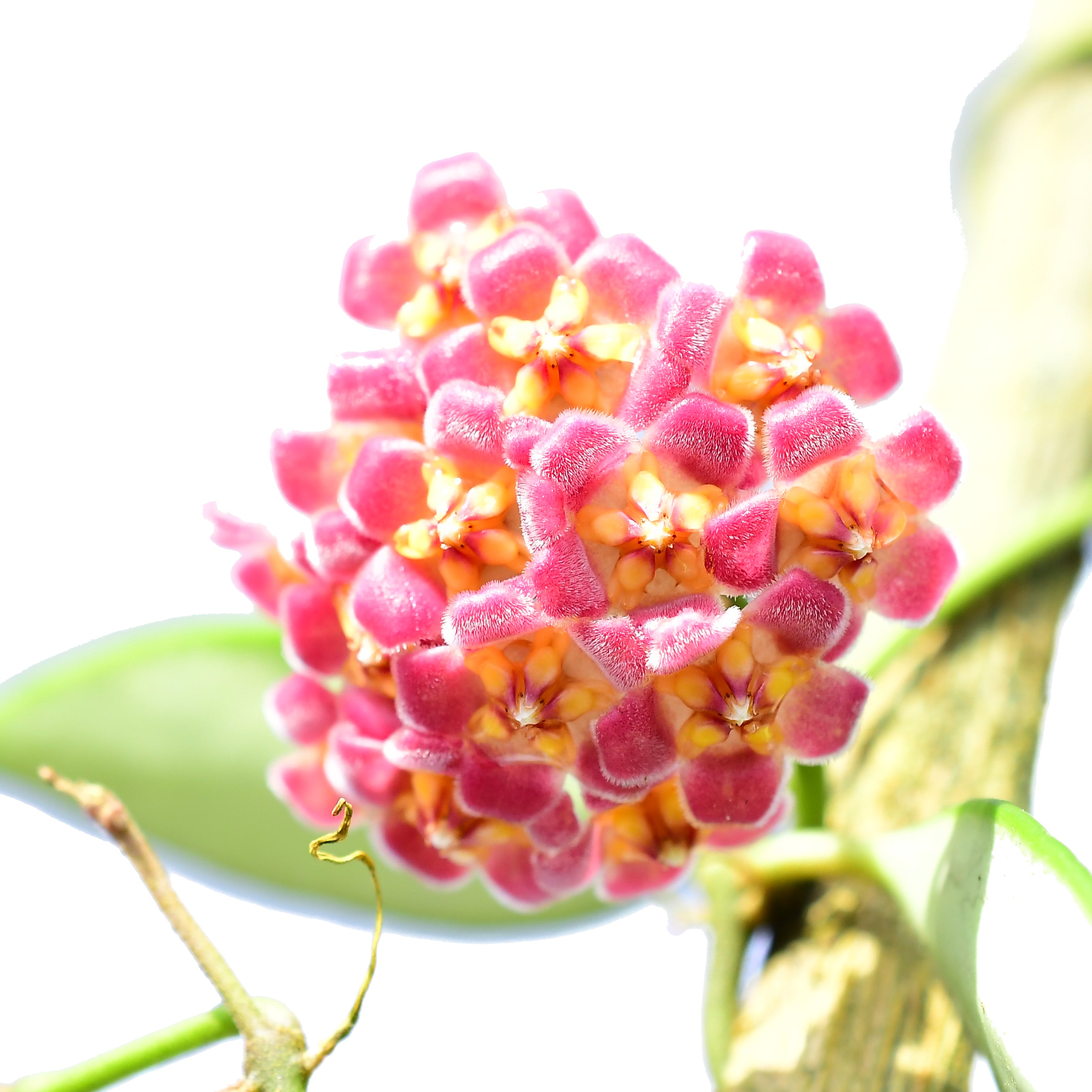 Hoya davidcummingii