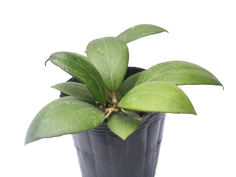 Hoya erythrostemma white