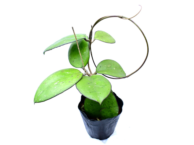 Hoya excavata