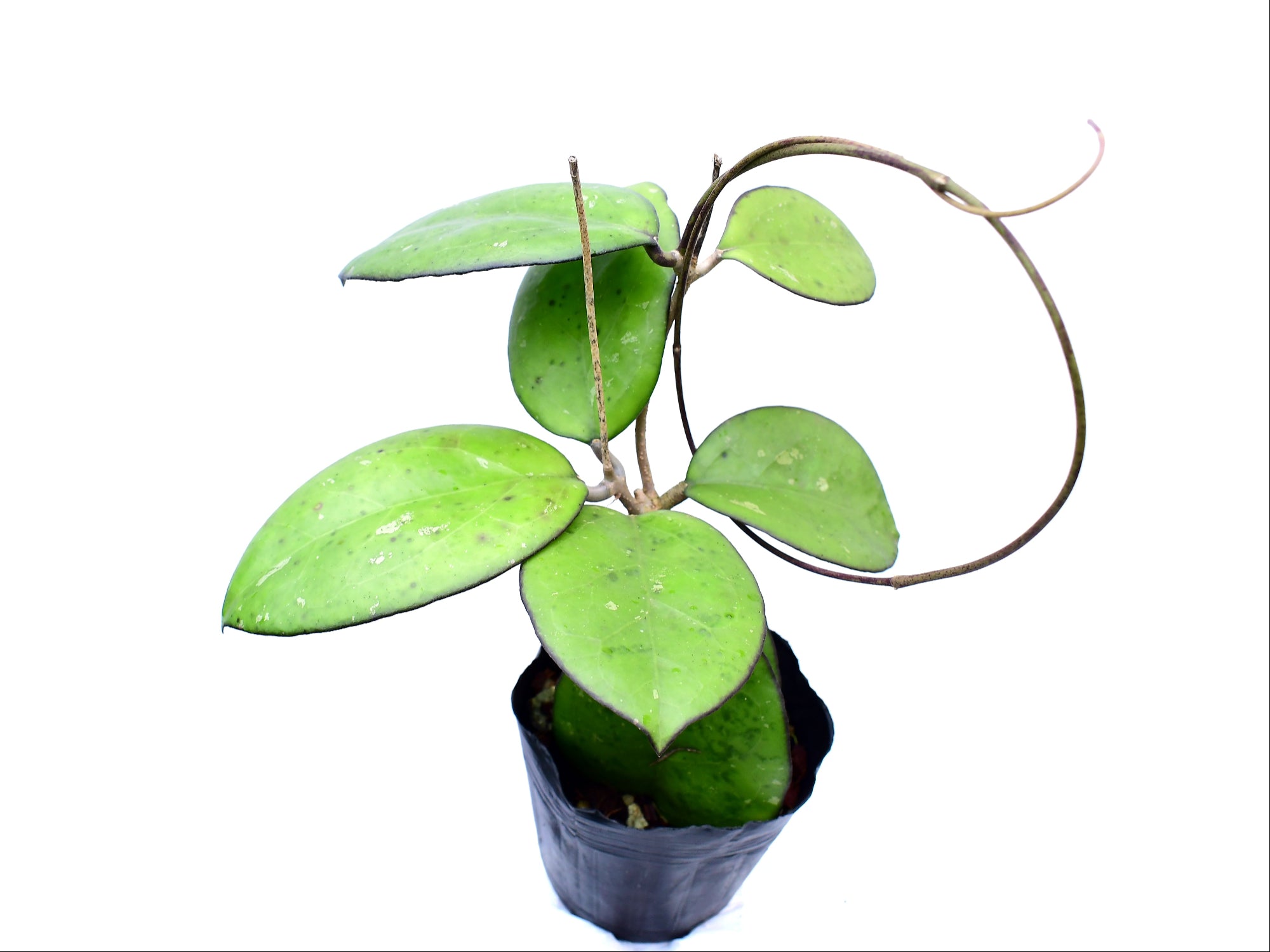 Hoya excavata