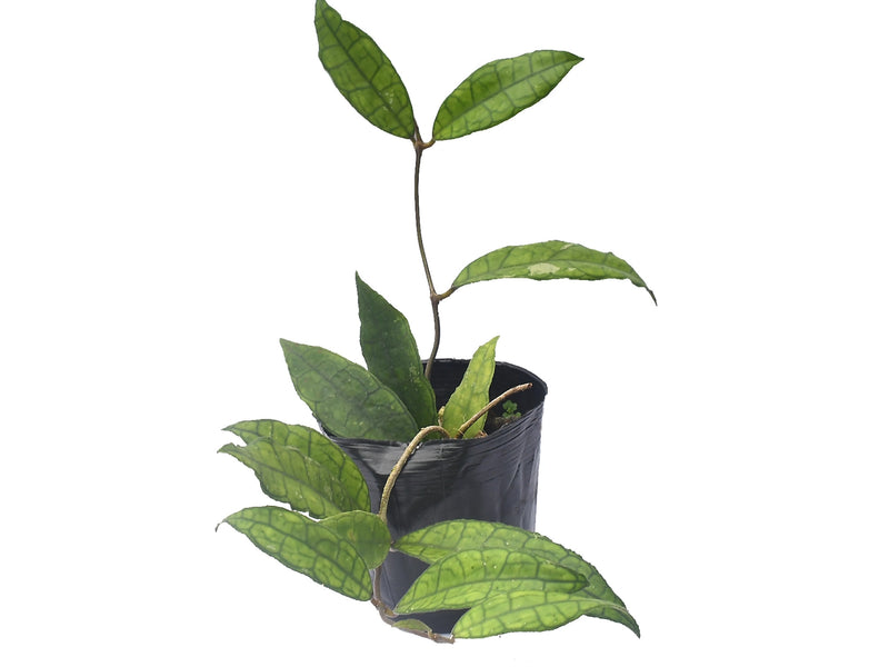 Hoya finlaysonii long leaf