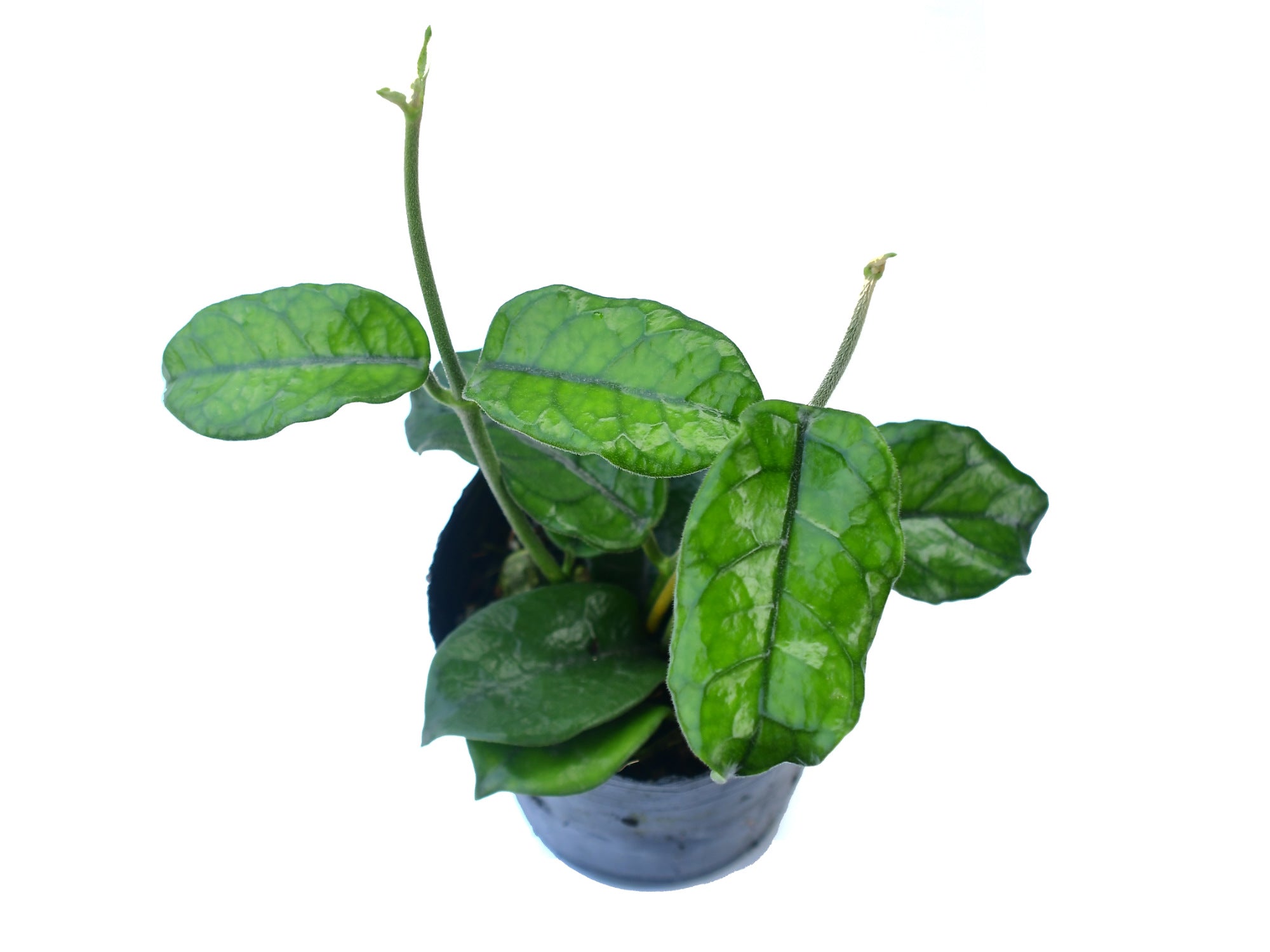 Hoya globulosa