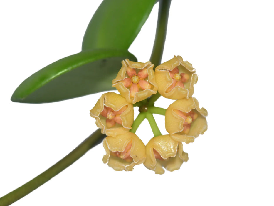 Hoya heuschkeliana yellow flowers