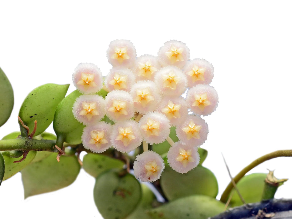 Hoya lacunosa