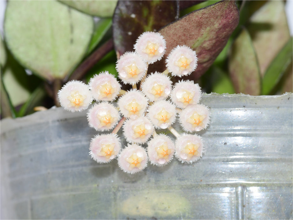 Hoya lacunosa black