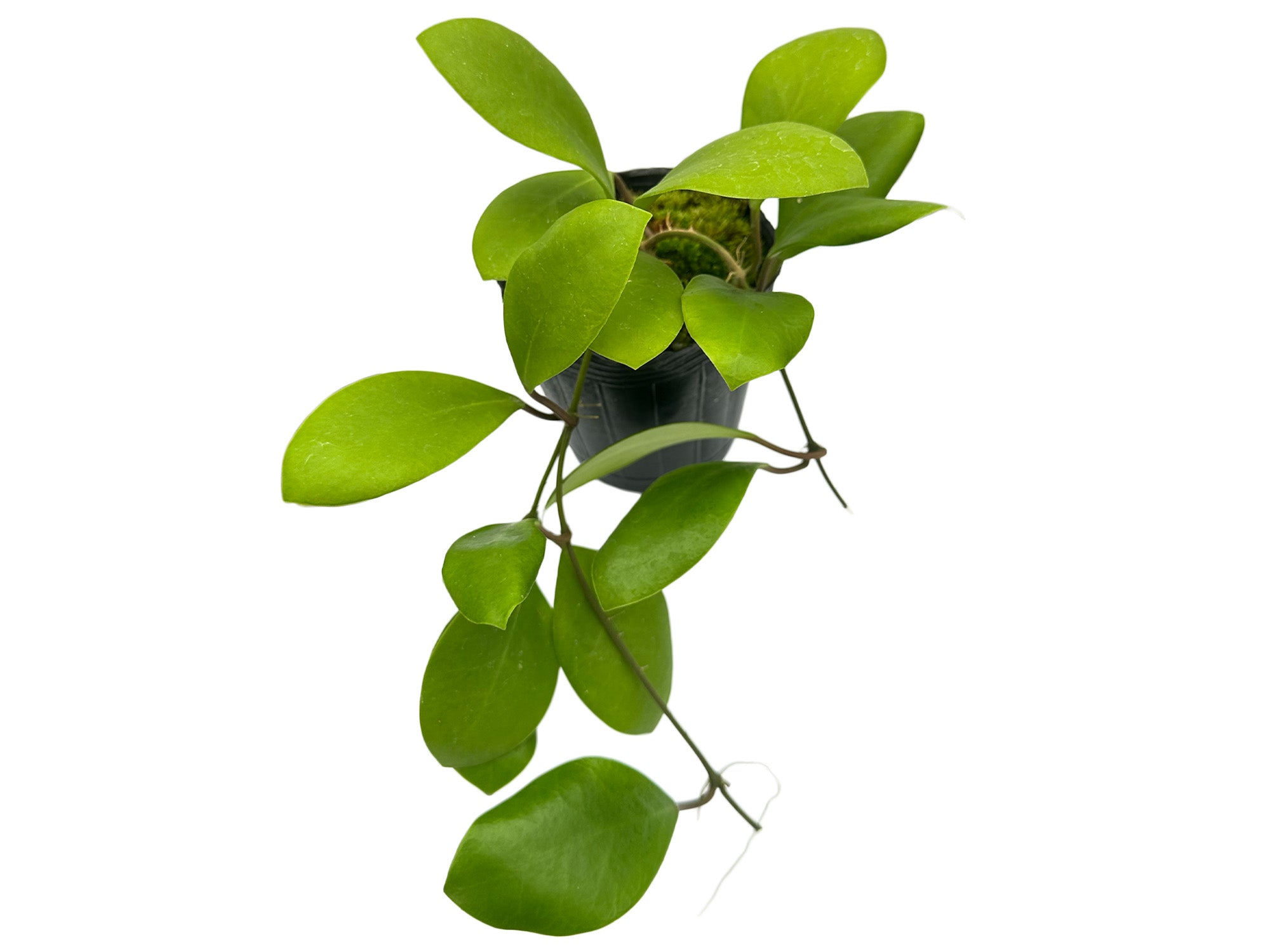 Hoya lucardenasiana