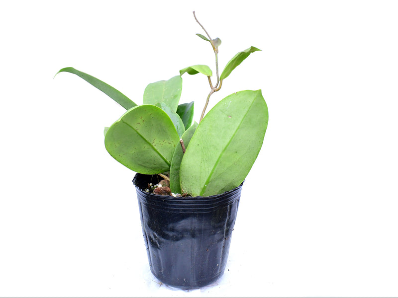 Hoya macgregorii