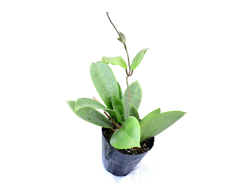 Hoya macgregorii