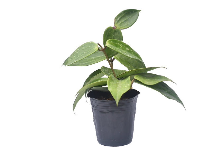 Hoya macrophylla snow queen