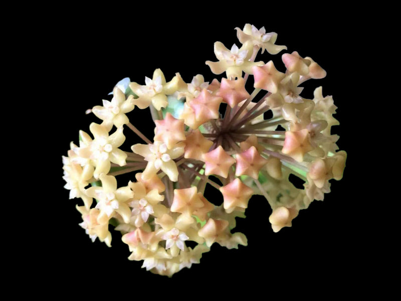 Hoya merrillii long leaf