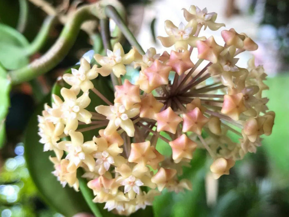 Hoya merrillii long leaf