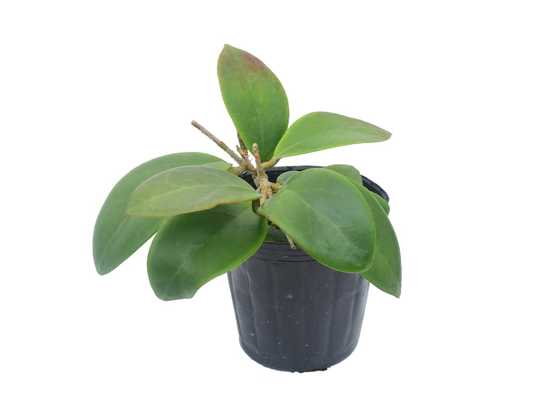 Hoya mindorensis PG12