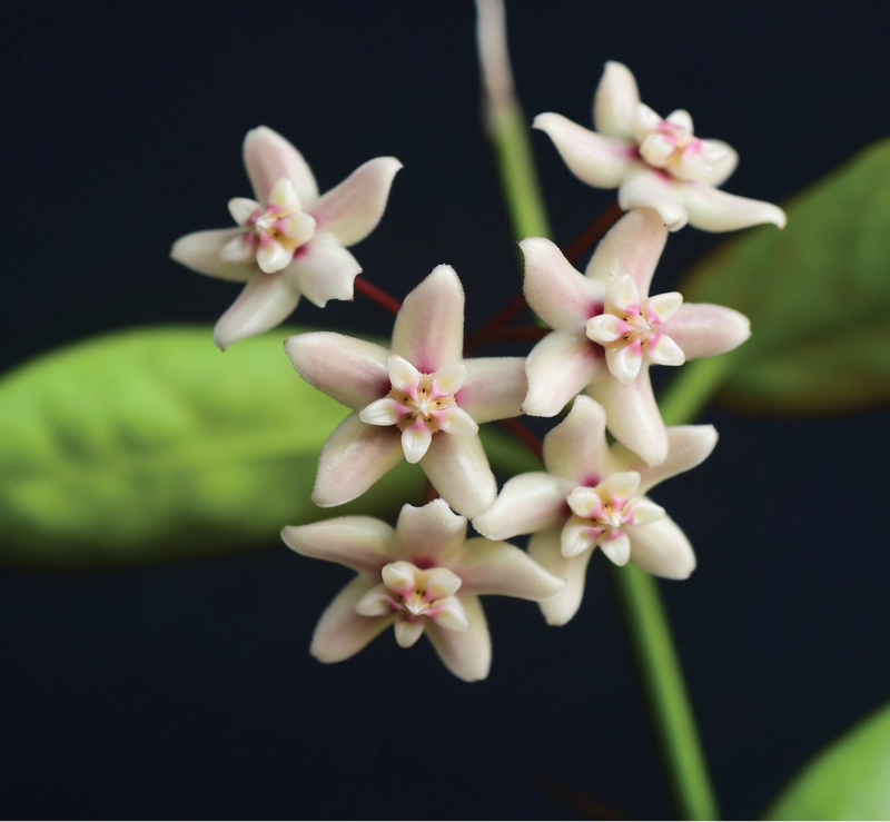 Hoya naumannii