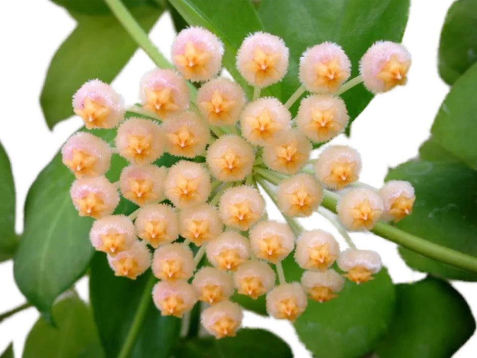 Hoya obscura