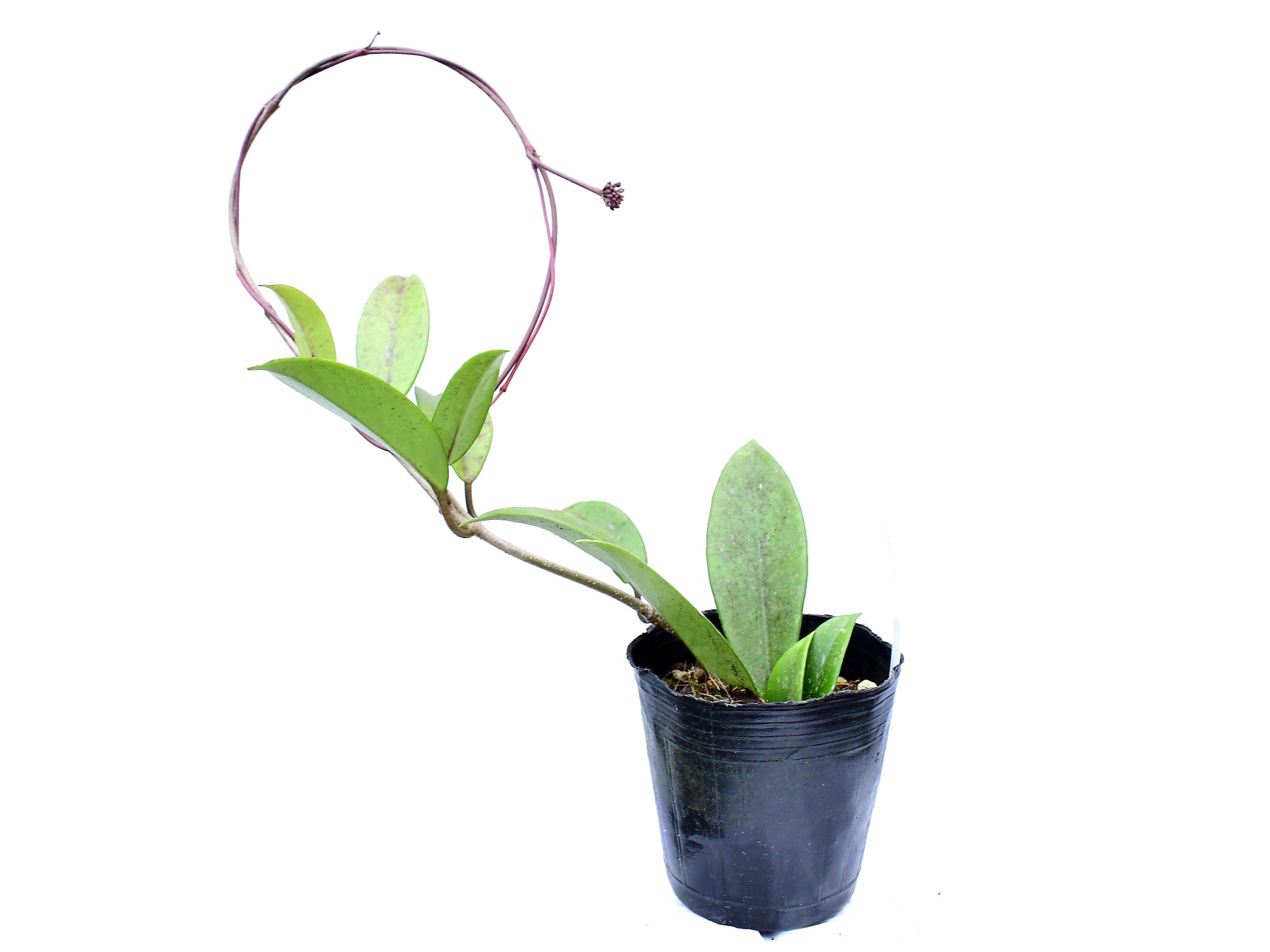 Hoya pubicalyx