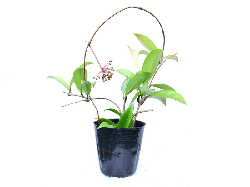 Hoya pubicalyx