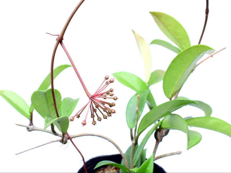 Hoya pubicalyx