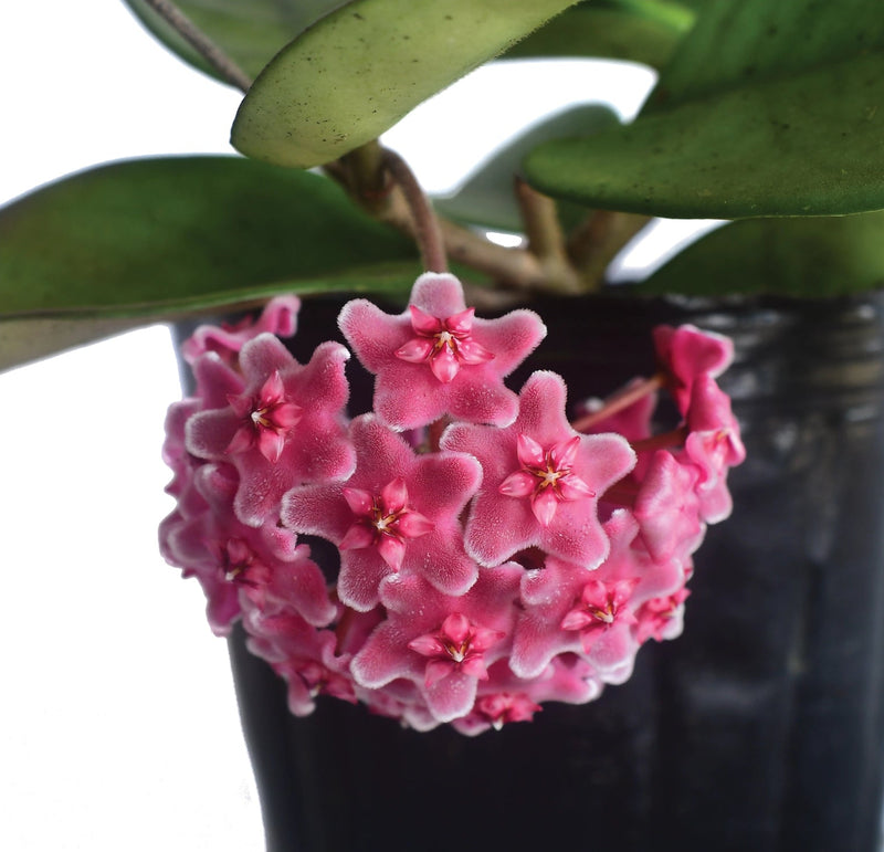 Hoya pubicalyx X H. fungii pink