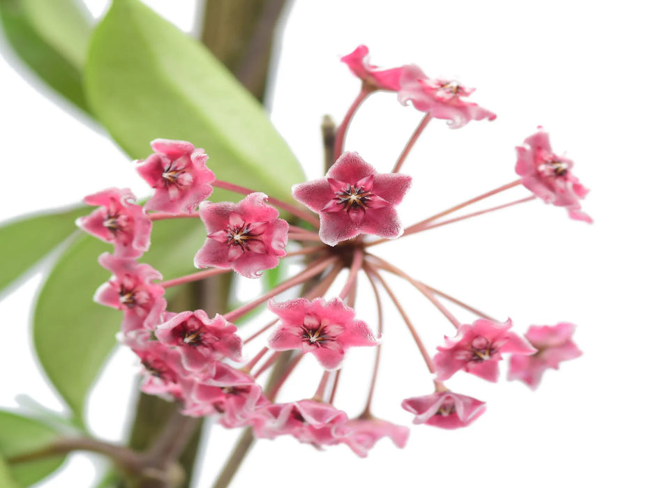 Hoya pubicalyx 'Royal hawaiian purple'