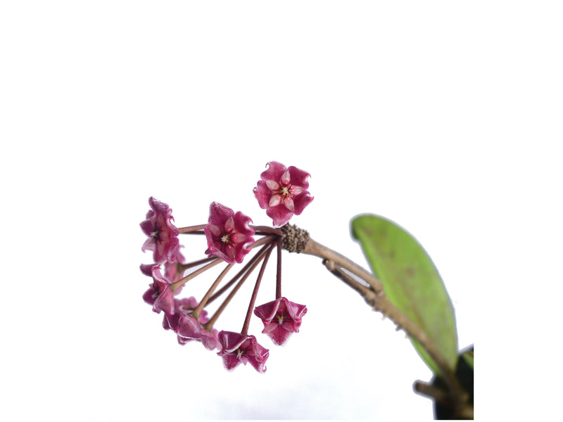 Hoya pubicalyx splash leaves