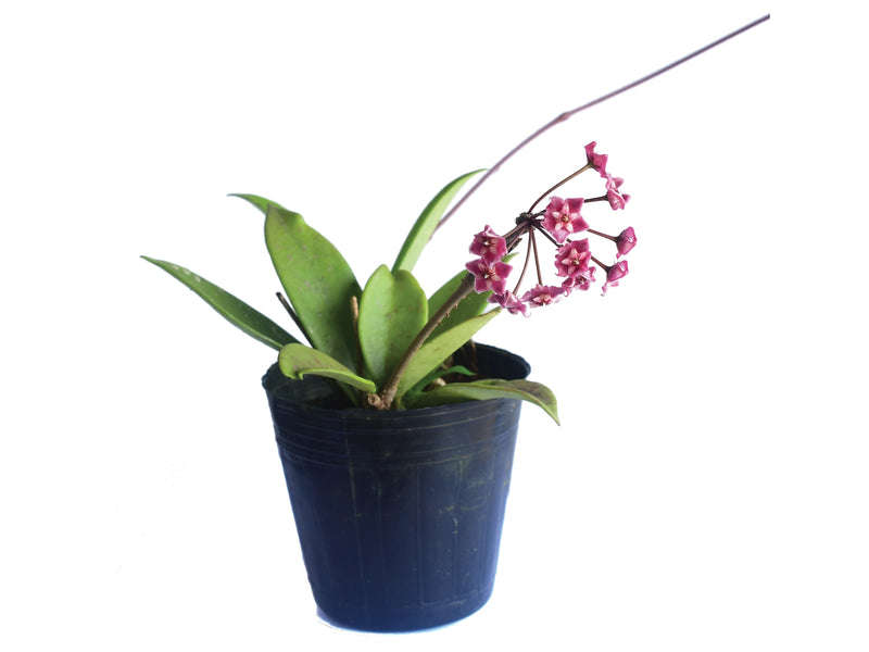 Hoya pubicalyx splash leaves