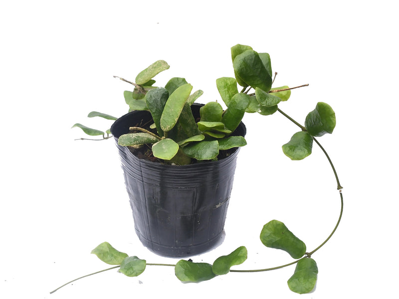 Hoya rotundifolia