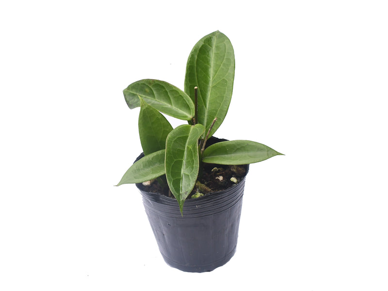 Hoya surigaoensis EG 00897