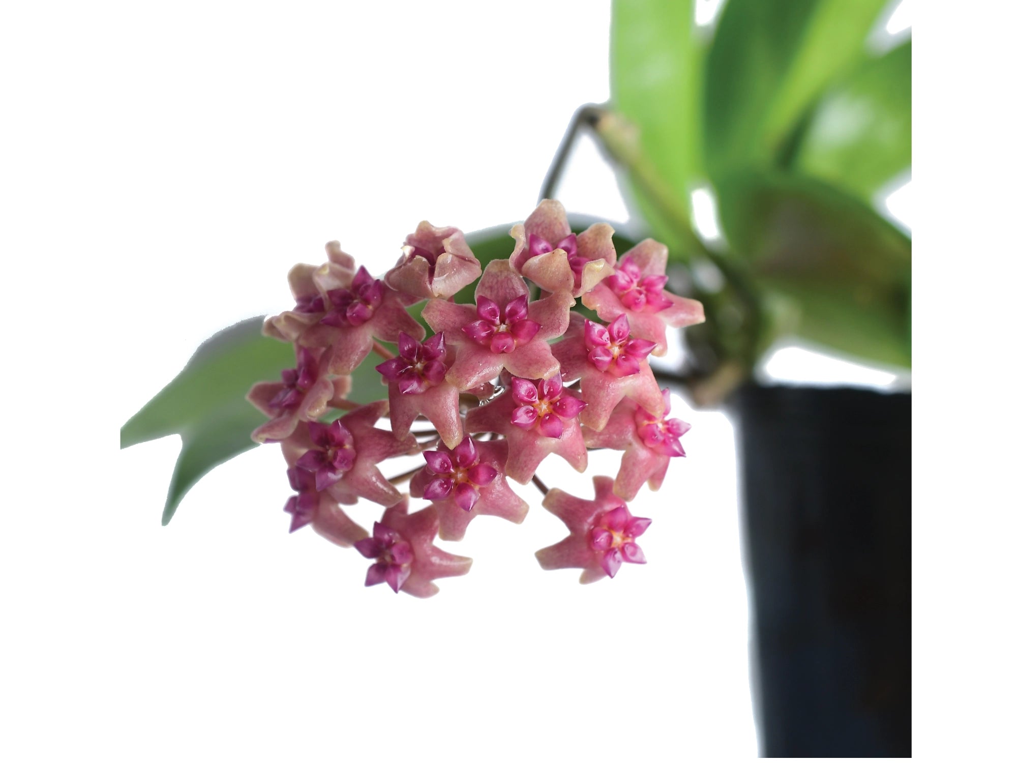 Hoya surigaoensis EG 00897