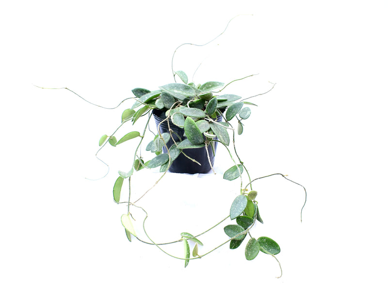 Hoya thomsonii splash