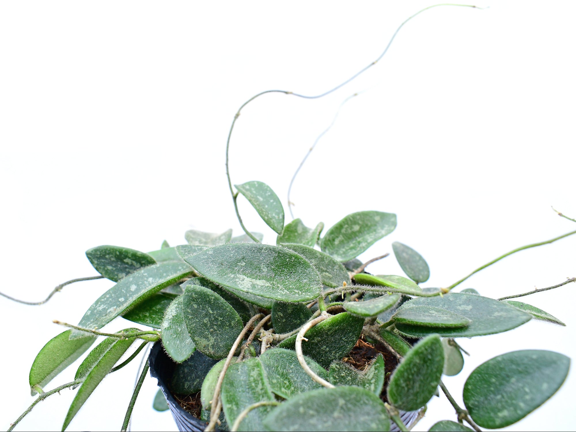 Hoya thomsonii splash
