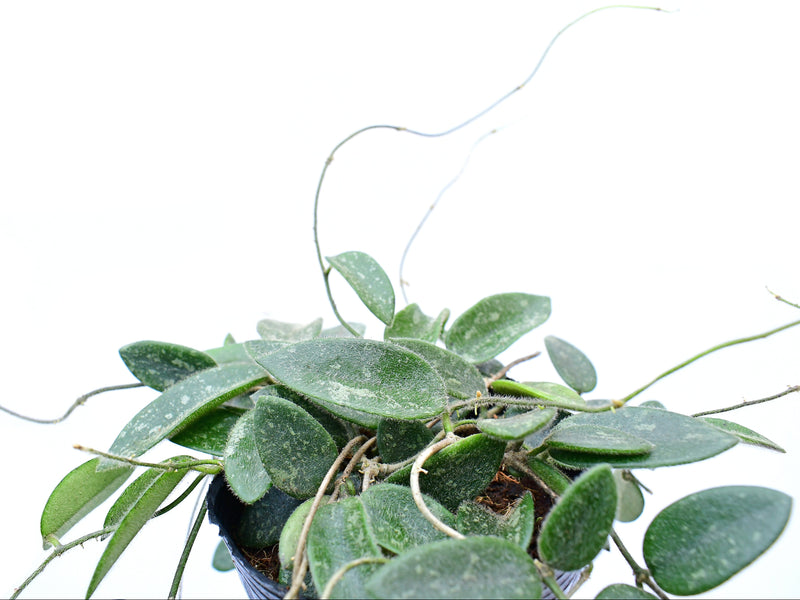 Hoya thomsonii splash