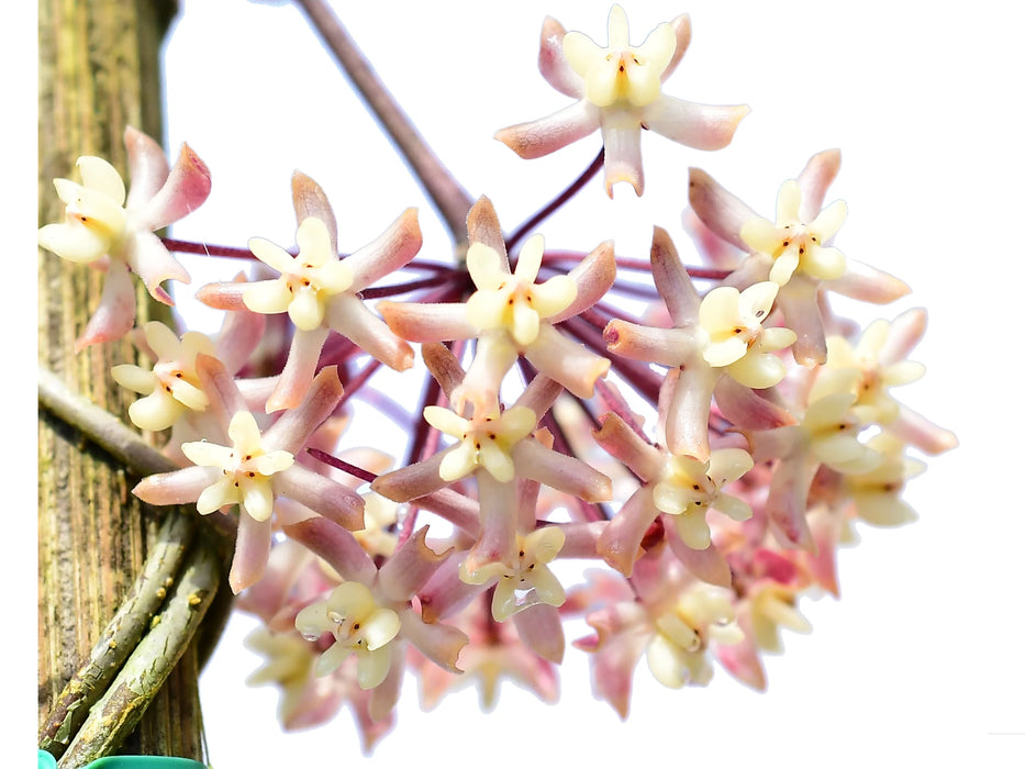 Hoya uncinata