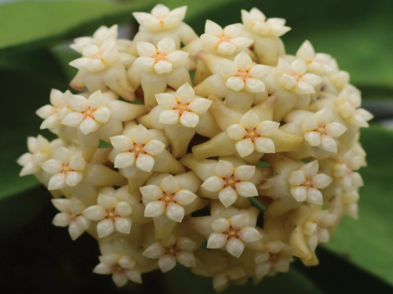 Hoya verticillata