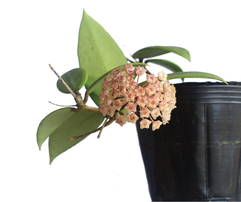 Hoya verticillata Koh Chang