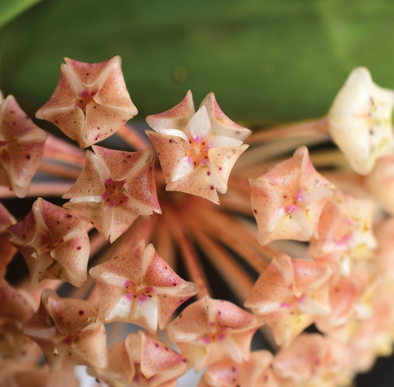 Hoya verticillata Koh Chang