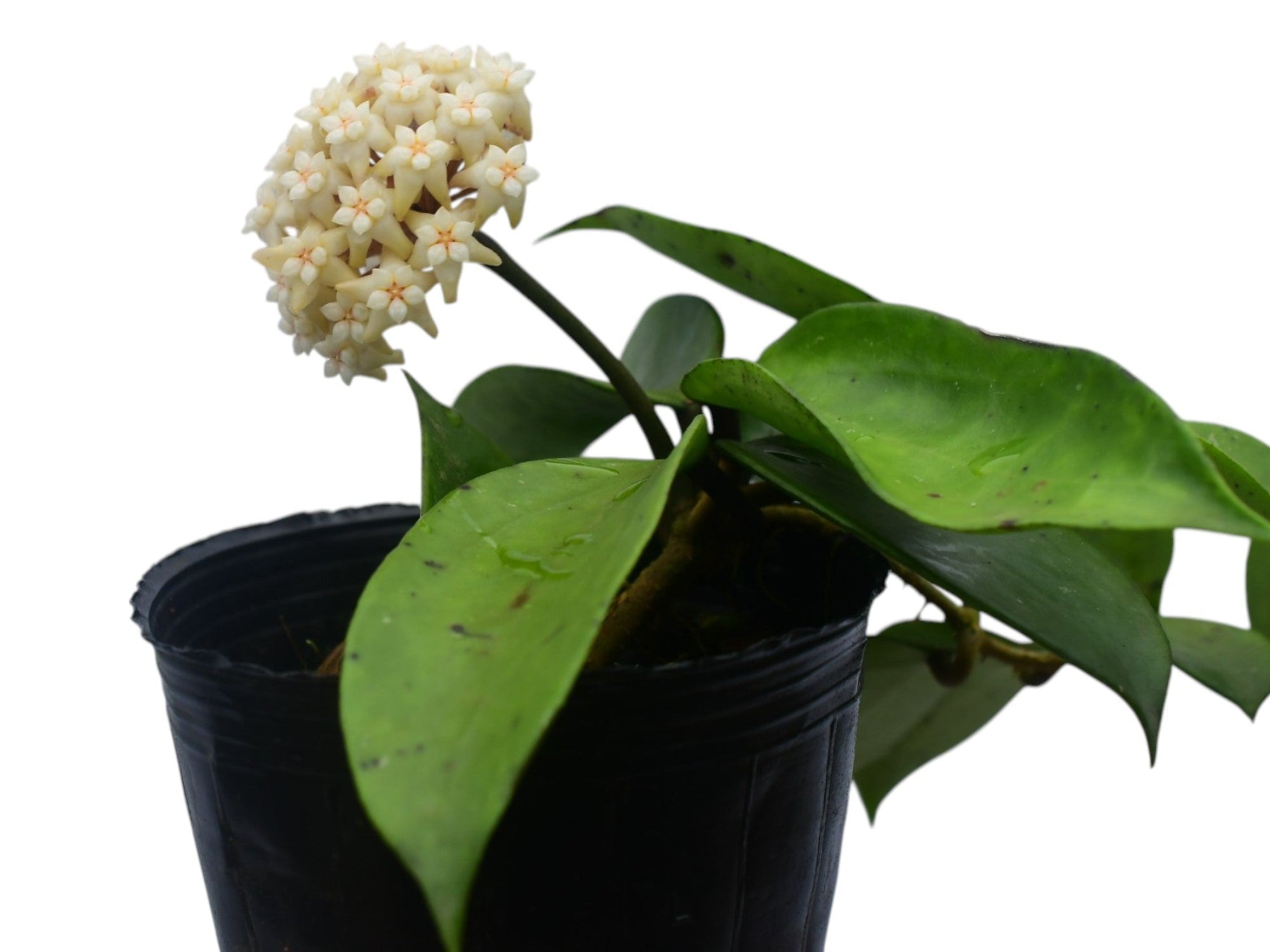 Hoya verticillata