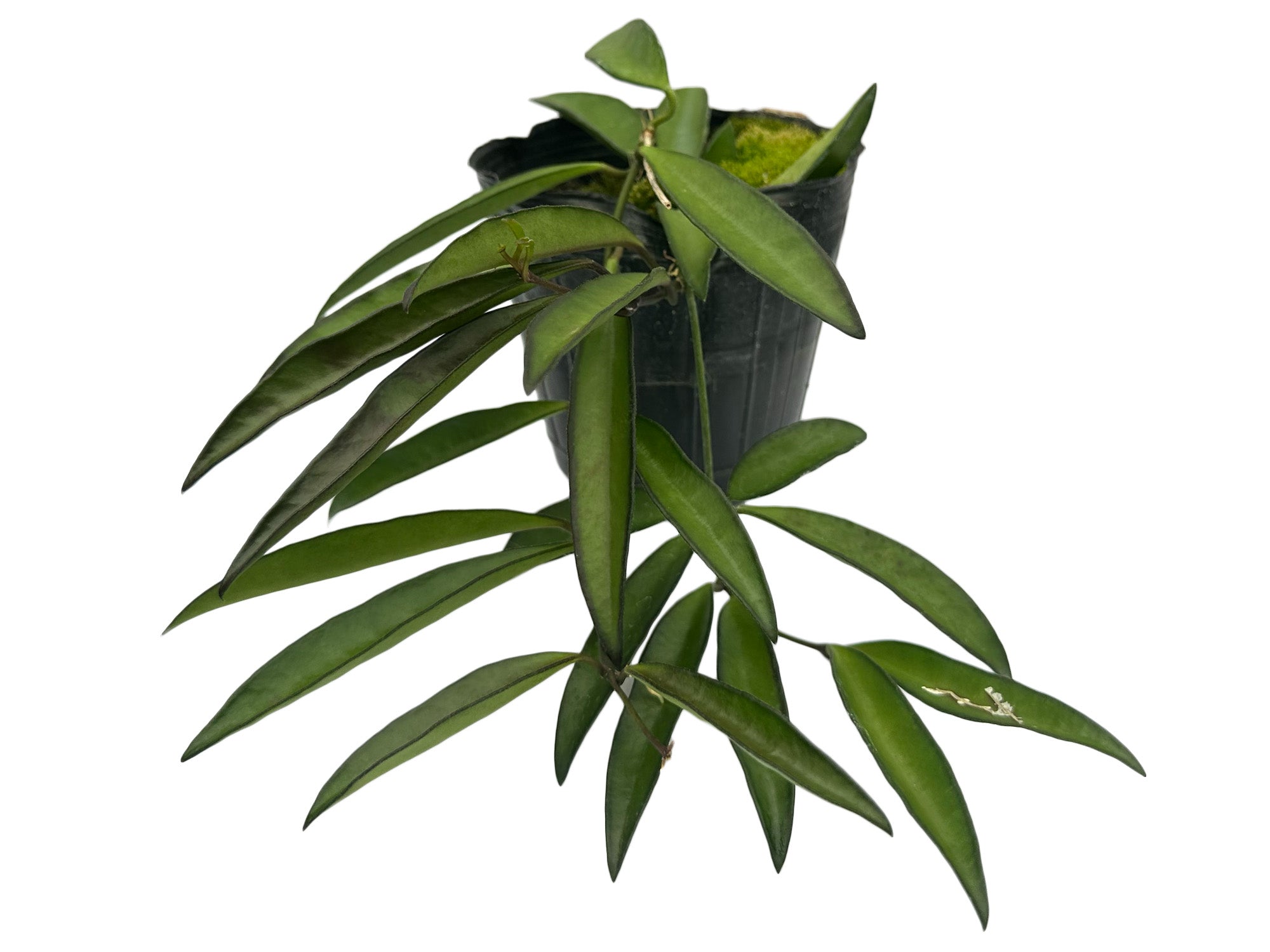 Hoya wayetii