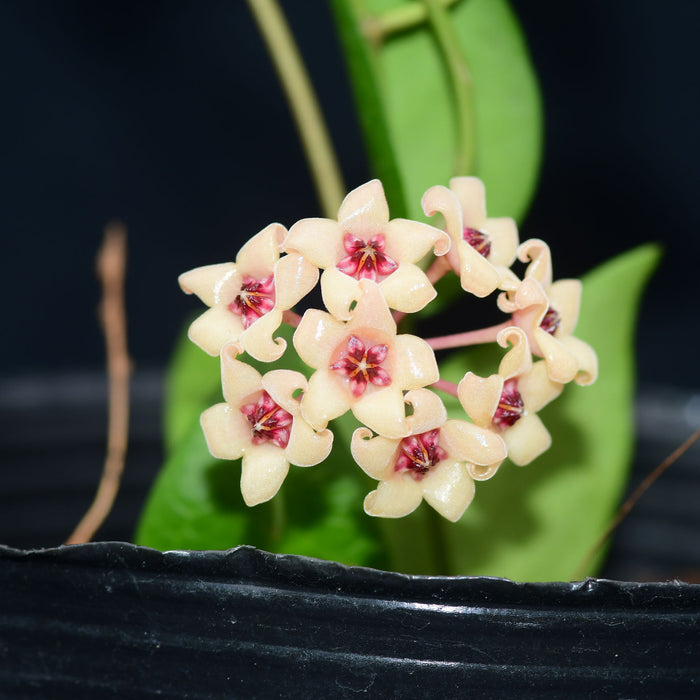 Hoya cutis porcelana