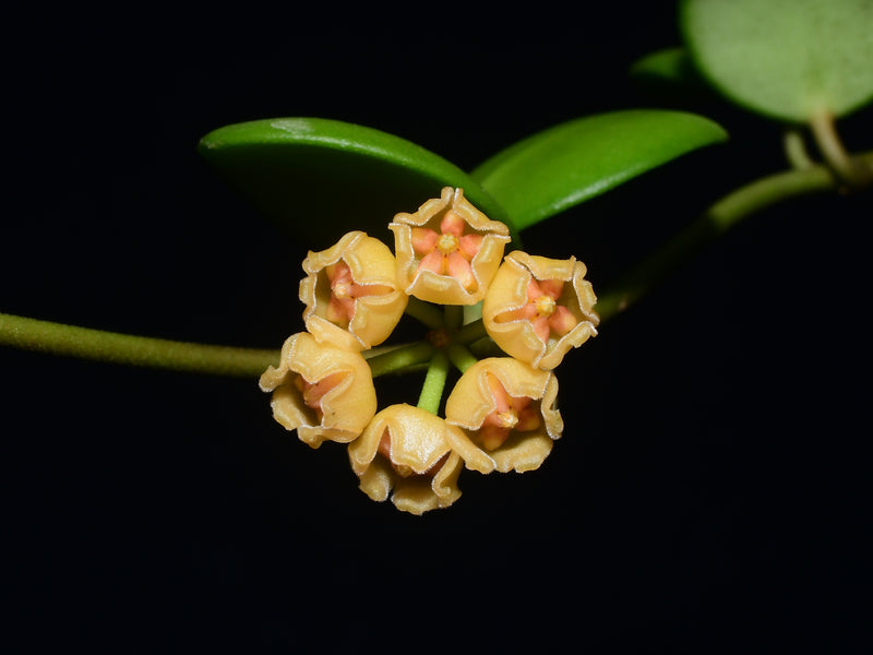 Hoya heuschkeliana yellow flowers