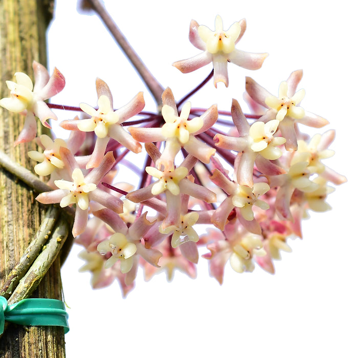 Hoya uncinata