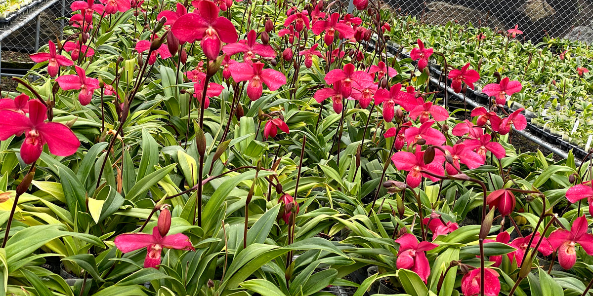 Anthurium besseae 'blue heart' x Anthurium regale  Ecuagenera Orqudeas  del Ecuador