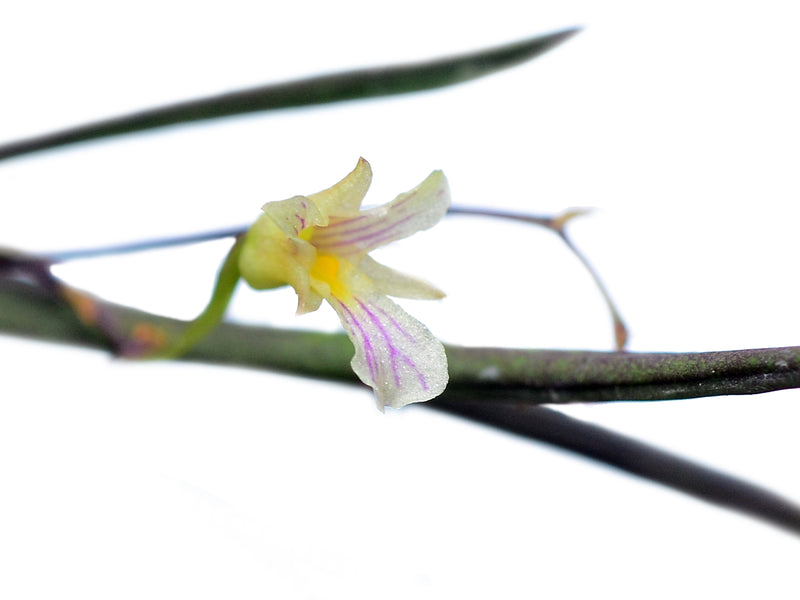 Ionopsis satyrioides